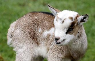 养宠物动不动就犯法养什么好,盘点懒人适合养的几种宠物