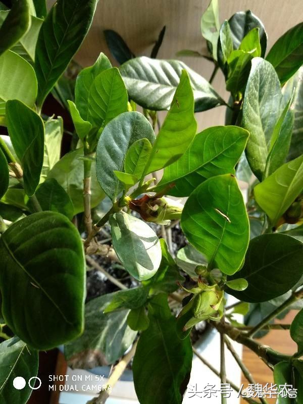 栀子花黄叶怎么养新手必看科普,栀子花黄叶干枯落叶怎么养护