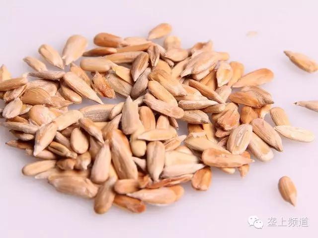 吓人吃瓜子竟然吃出病,嗑瓜子会导致什么病