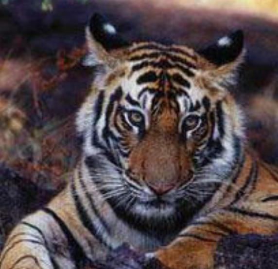 财神最旺的客厅布局,客厅应该放五福财神还是五路财神