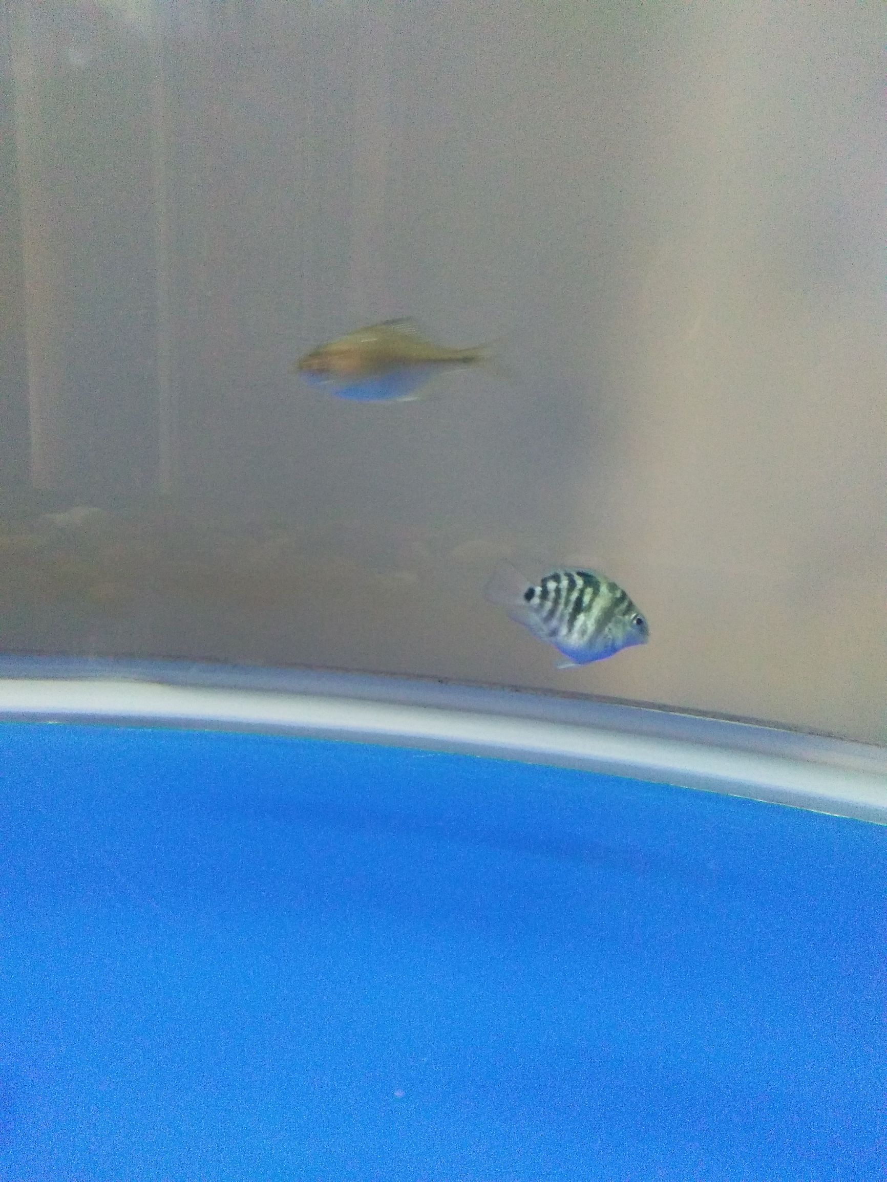 水族市场上的新宠,水族新品种