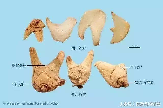 每天领会一点中药小知识,每日认识一味中药教学合集