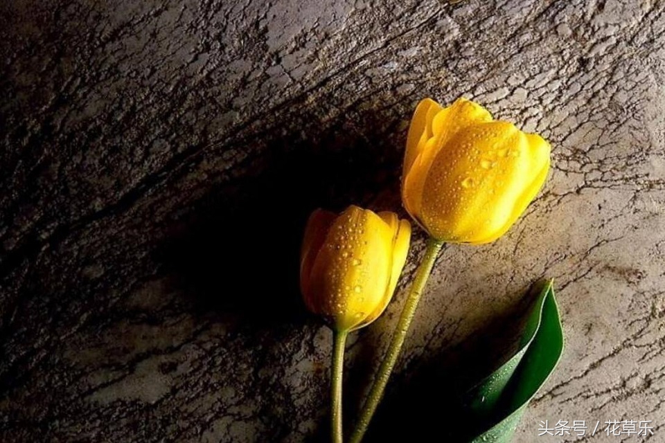 2018十二生肖流年运势详解,2018年十二生肖运势完整版