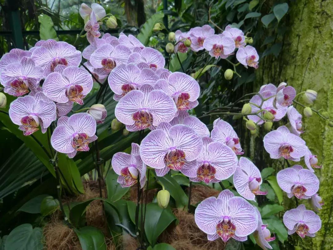 春节七天乐精彩不重样,春节7天旅游