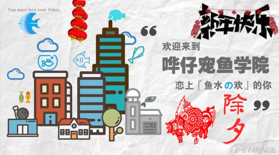 新年养什么观赏鱼好,过年必养的三大小型观赏鱼