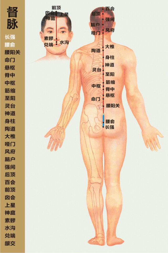 经络循行动画图,肝经经络循行穴位