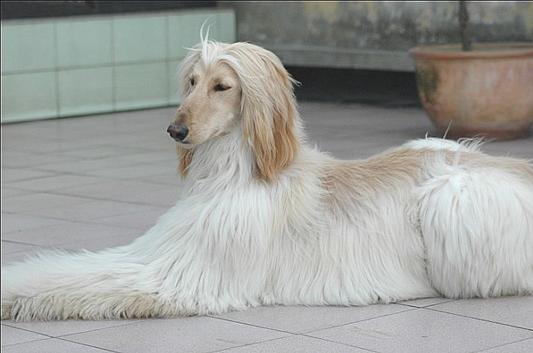 了解狗狗的十大冷知识,狗年狗狗的运势怎么样