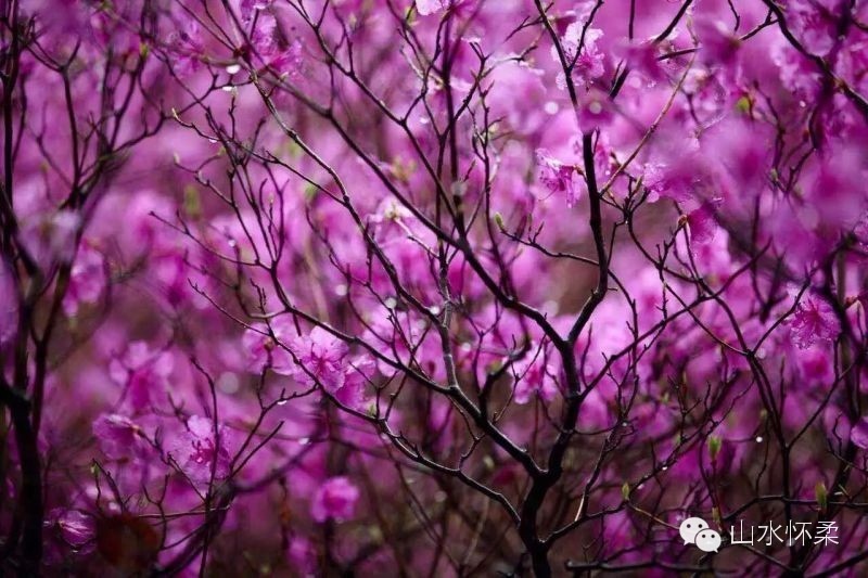 与花相约完整版,与花相约