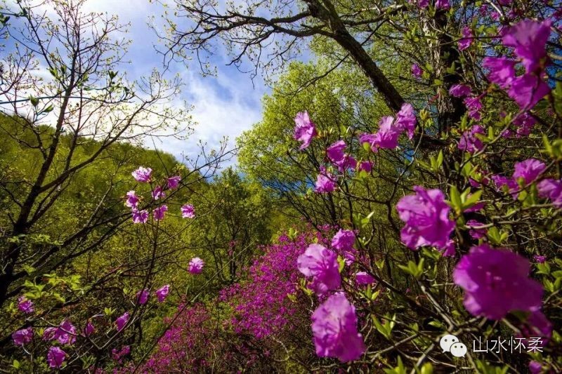 与花相约完整版,与花相约