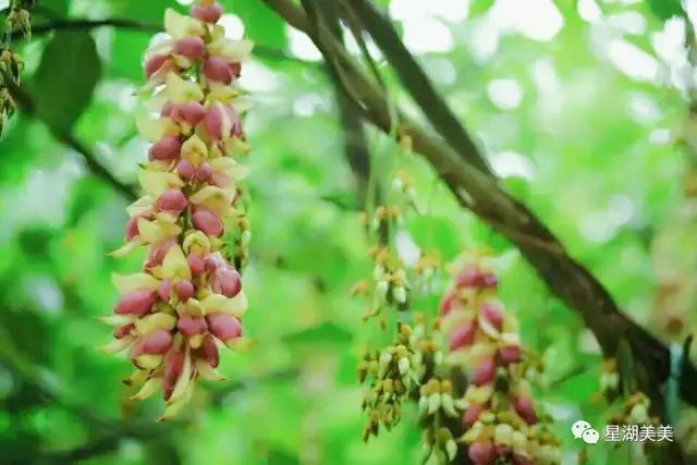 2月16到3月31免门票的地方,七星岩攻略一日游门票