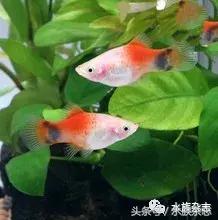 养红箭的技巧,快来测一测你未来会养什么宠物