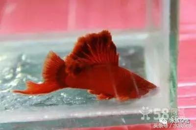 养红箭的技巧,快来测一测你未来会养什么宠物