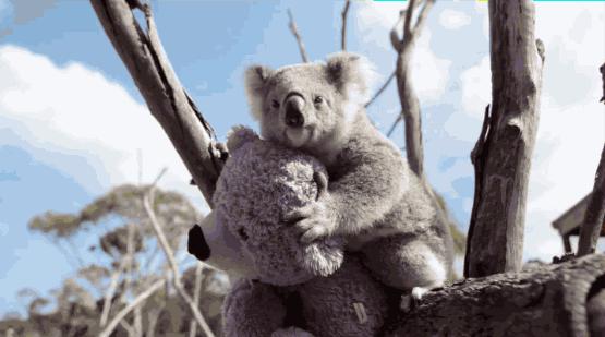 考拉是如何灭绝的,考拉是如何存活的