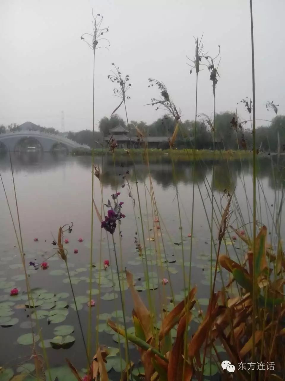 武清津北森林,没有森林的山