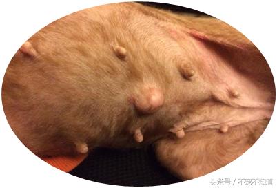 宠物疝气图片,宠物疝气分类