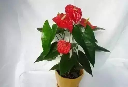家养绿植花卉施什么肥,花卉绿植养殖方法测评