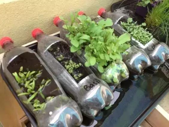 谁还买菜啊，空油桶剪两刀，蔬菜多到吃不完！