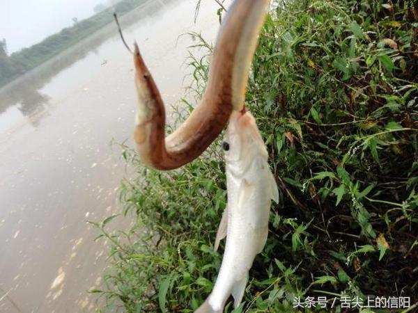 这两种“带刀侍卫”的河鲜，微毒却很美味，一种已很难吃到嘴！