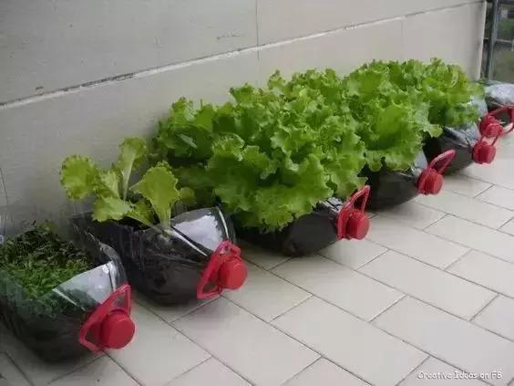 谁还买菜啊，空油桶剪两刀，蔬菜多到吃不完！