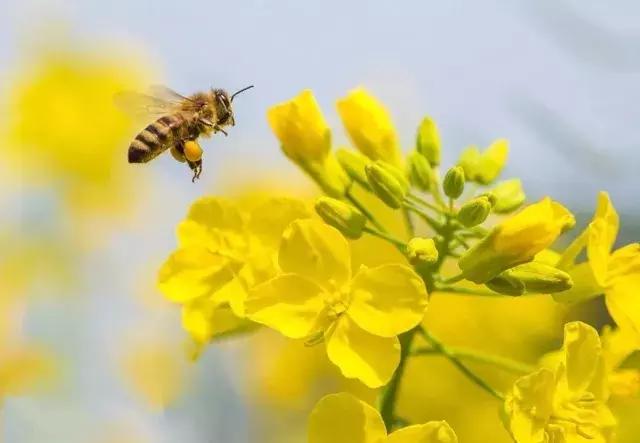 二十四节气惊蛰是哪一天,二十四节气惊蛰怎么画