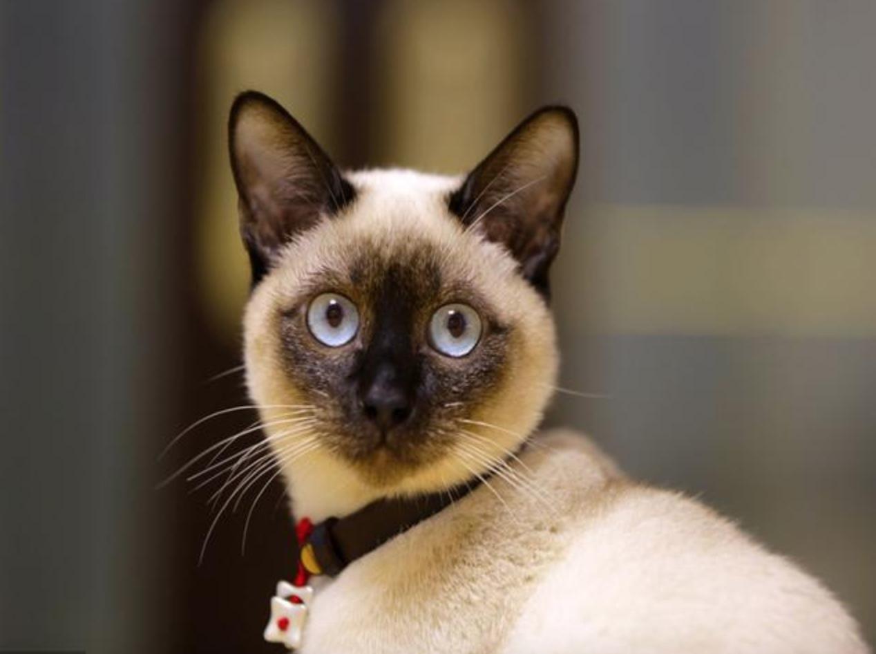 最受欢迎的十大英短猫,全世界最受欢迎的猫品种排名