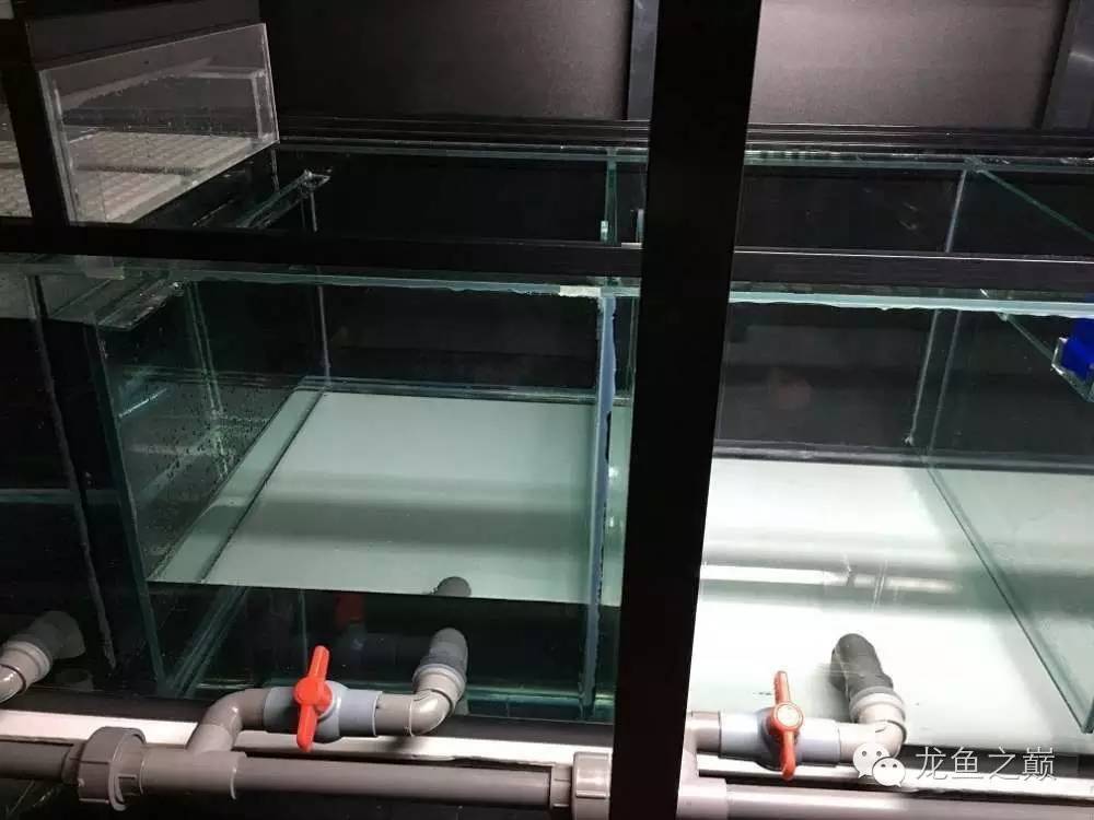 超级白，超会做，这才叫养鱼！