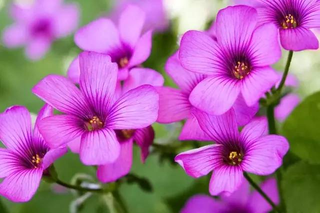 红花酢浆草和苜蓿草的区别,红花酢浆草植物简介