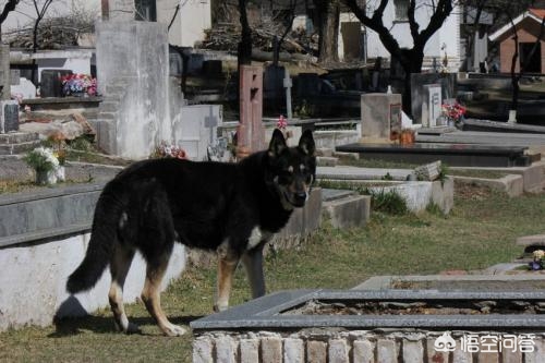 閫佺嫍鐙楀涓ソ浜哄骞夸笢,鏇跨嫍鐙楁壘鍒板ソ浜哄