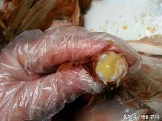 鸡得了滑液囊还能继续养吗,鸡得了滑囊炎还能治好吗