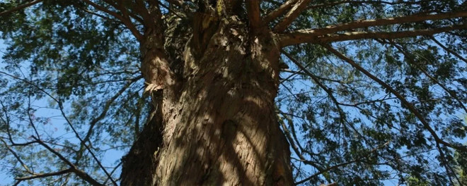 丹溪1327黄酒为什么贵,最贵的顶级纯黄酒丹溪