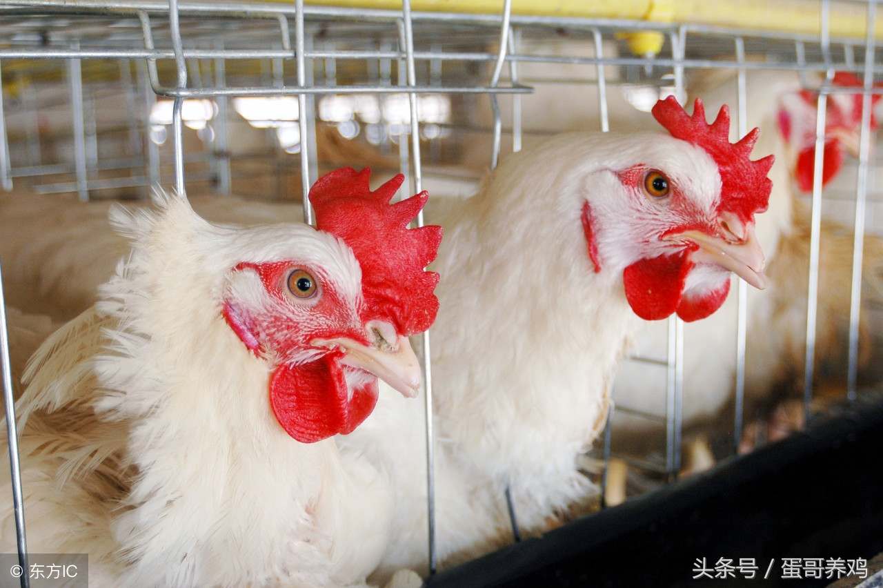 鸡得了滑液囊还能继续养吗,鸡得了滑囊炎还能治好吗