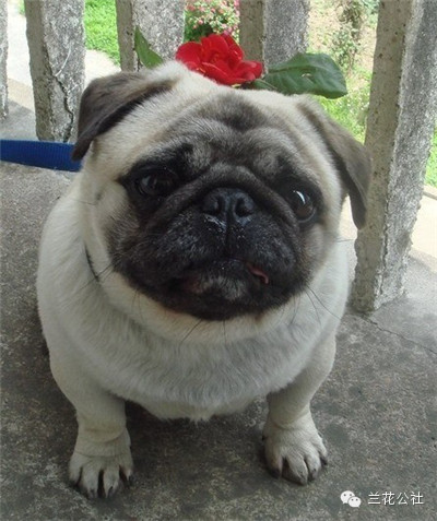 各种狗狗及其身价，狗迷们赶紧收藏起来