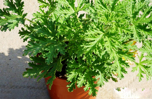 这种植物驱除蚊虫效果不亚于艾蒿,驱蚊虫草哪种最好