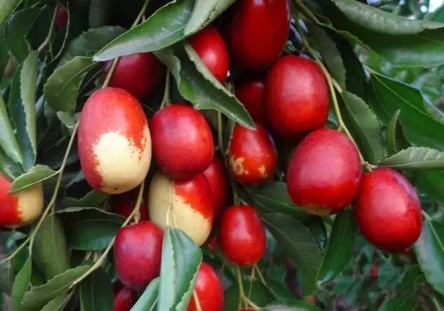 河北特色伴手礼,河北有什么好吃的伴手礼