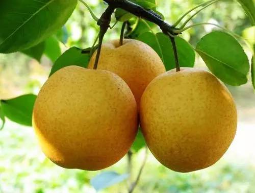 河北特色伴手礼,河北有什么好吃的伴手礼