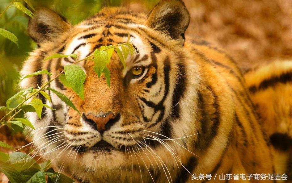 如何选择吉祥好运的微信头像,微信头像改什么会比较好运