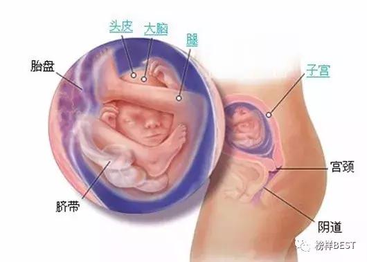 十月怀胎真的要怀孕十个月吗,怀胎10个月都要经历什么