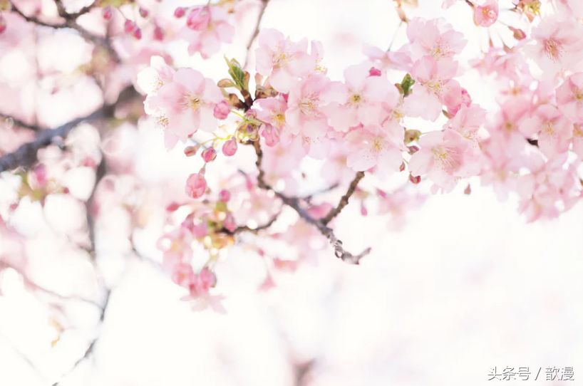 滑头鬼之孙樱花合集,滑头鬼之孙介绍