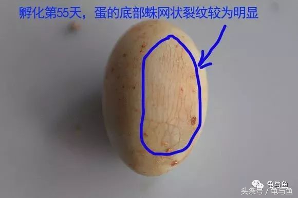 草龟刚从蛋孵化出来怎么养,草龟产蛋自然孵化条件