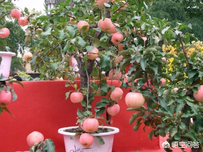 果树盆栽用什么土不烂根,果树盆栽用什么好养根