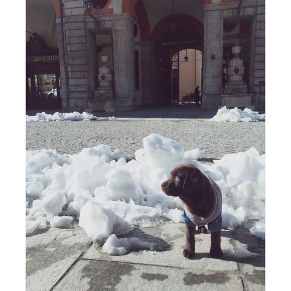 《一万个宠你的方法》爱宠知多少？第六期：拉布拉多