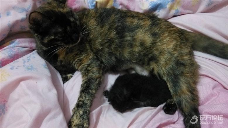 母猫难产死了什么样,母猫难产死亡原因