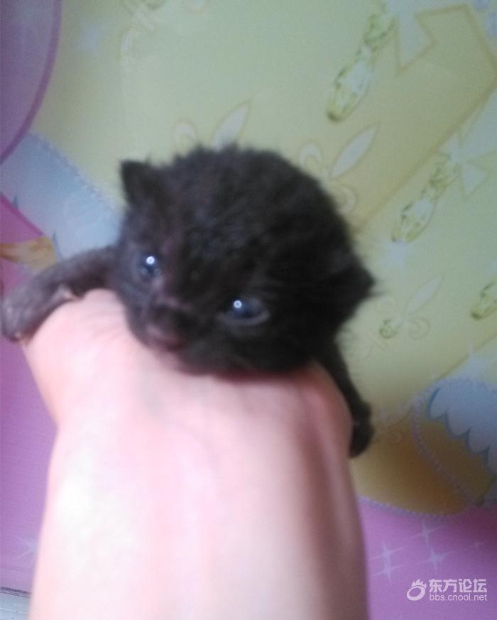 母猫难产死了什么样,母猫难产死亡原因