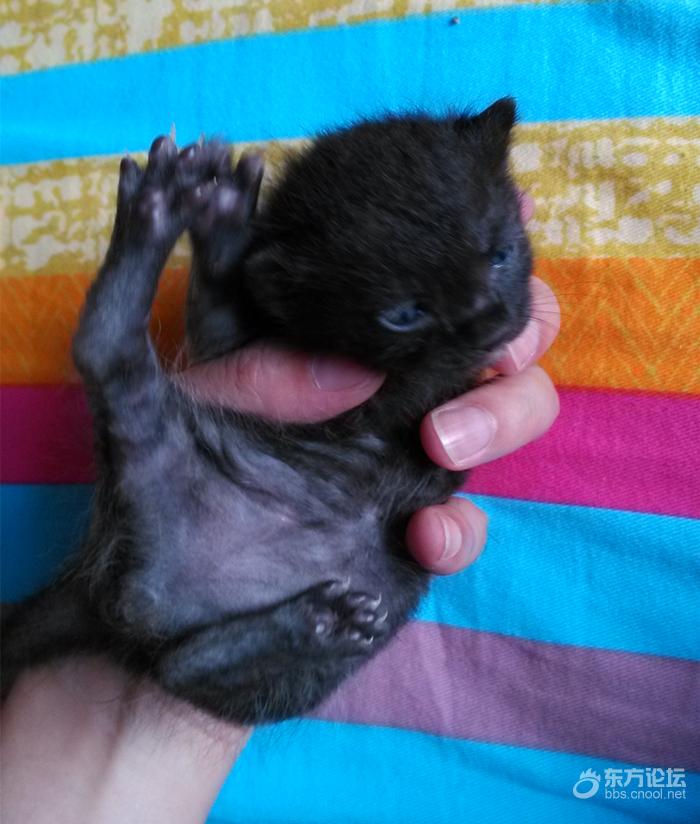 母猫难产死了什么样,母猫难产死亡原因