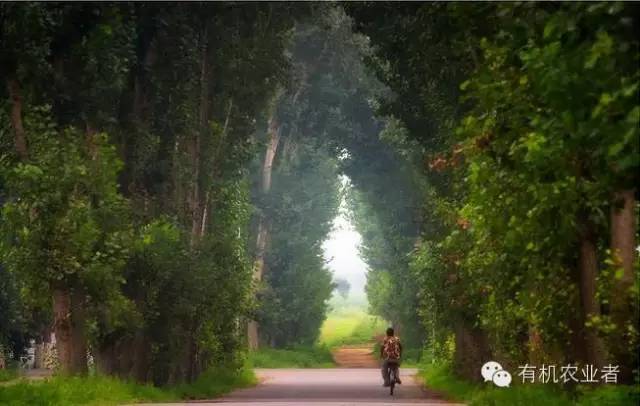 曾经|结伴跑在乡间小路上，跑过了整个童年~~