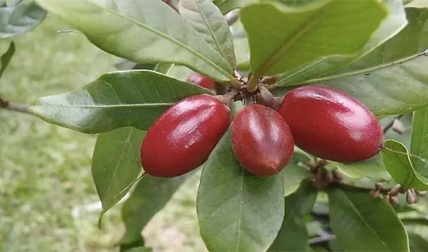 关于水果你所不知道的25件事