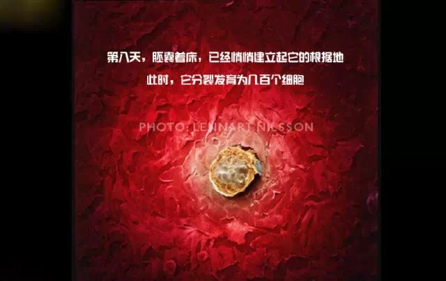 造人计划之前必须要做的几件事,造人是个很辛苦的事情