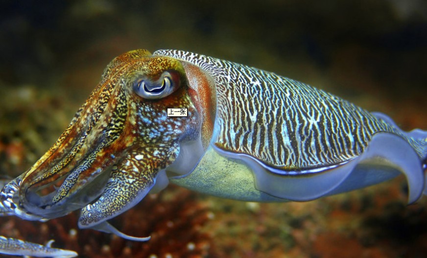 章鱼乌贼鱿鱼还在傻傻分不清吗,八爪鱼章鱼鱿鱼墨鱼乌贼哪种好吃