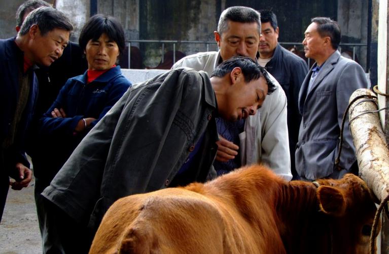 山东牛羊骗子,山东畜牧局牛羊养殖基地靠谱吗