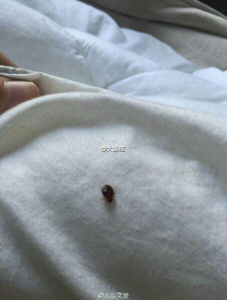 宿舍臭虫多请问用什么药杀虫有效,家里发现臭虫如何防治